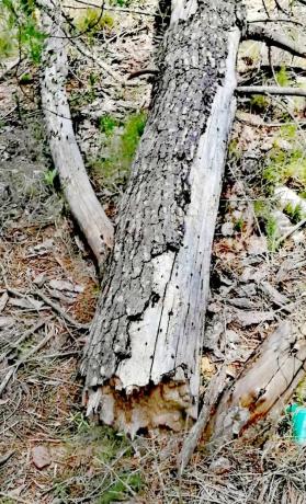 Terreno en Polígono Nº 10, 750