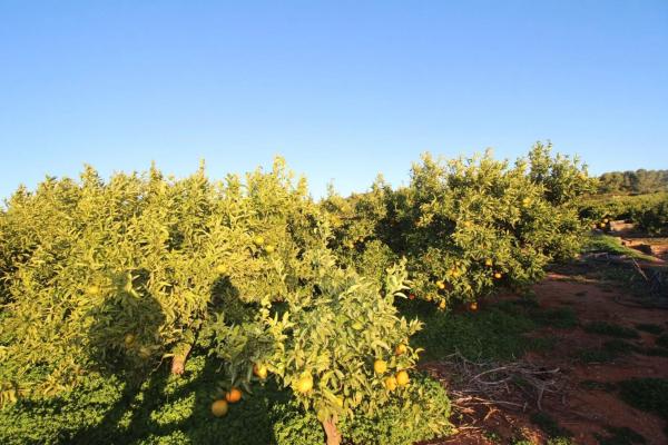 Terreno en plaza Poligono n 3