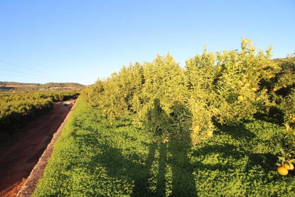 Terreno en plaza Poligono n 3