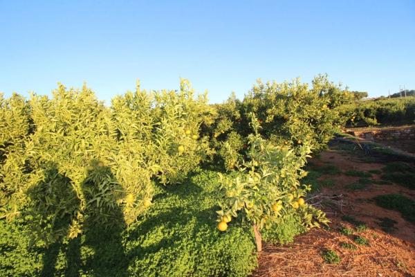 Terreno en plaza Poligono n 3