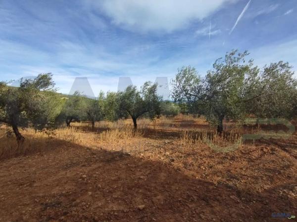 Terreno en Algimia de Alfara