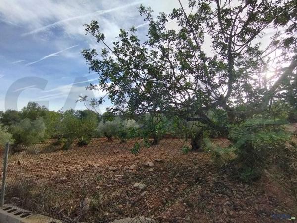 Terreno en Algimia de Alfara