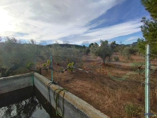 Terreno en Algimia de Alfara