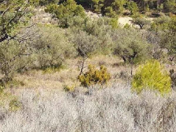 Terreno en via sense nom