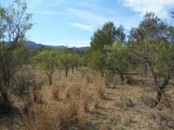 Terreno en via sense nom