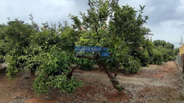 Terreno en Antigua Moreria