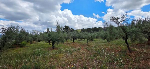 Terreno en cv310 s/n