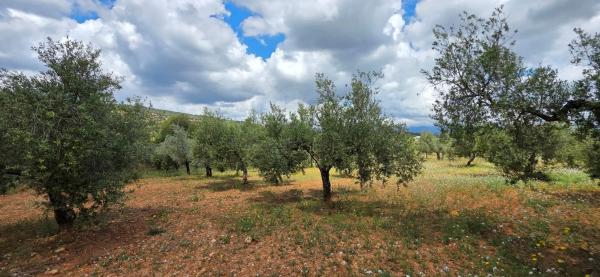 Terreno en cv310 s/n