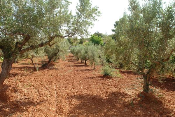 Terreno en cv310 s/n