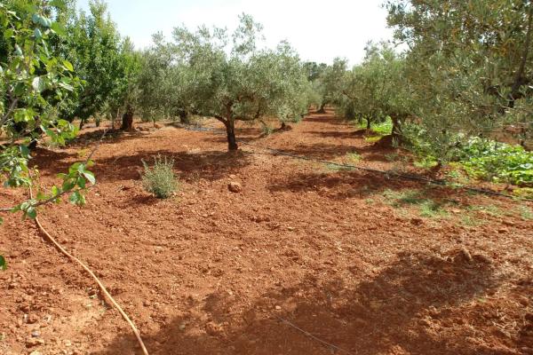 Terreno en cv310 s/n