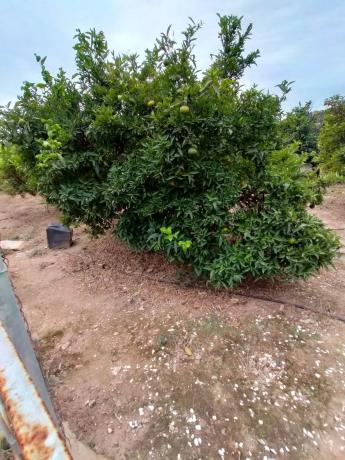 Terreno en plaza Poligono 1, 1