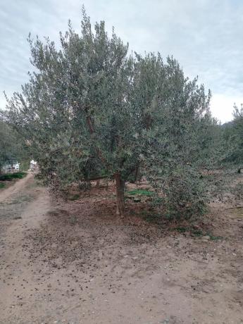 Terreno en plaza Poligono 1, 1
