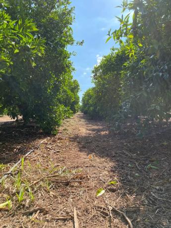 Terreno en camino Mangrano s/n Camimangranocamipereres