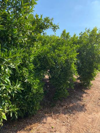 Terreno en camino Mangrano s/n Camimangranocamipereres