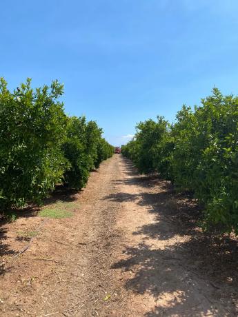 Terreno en camino Mangrano s/n Camimangranocamipereres