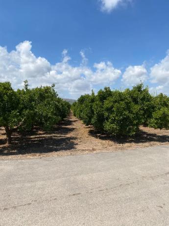 Terreno en camino Mangrano s/n Camimangranocamipereres