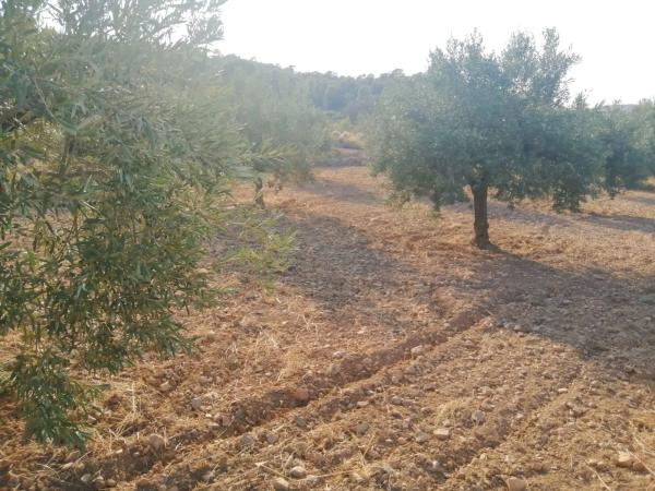 Terreno en Poligono 60, parcela 129 s/n carreteralliriaalcublas