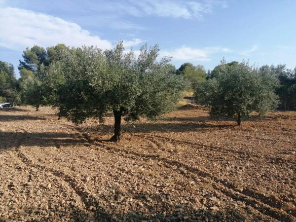 Terreno en Poligono 60, parcela 129 s/n carreteralliriaalcublas