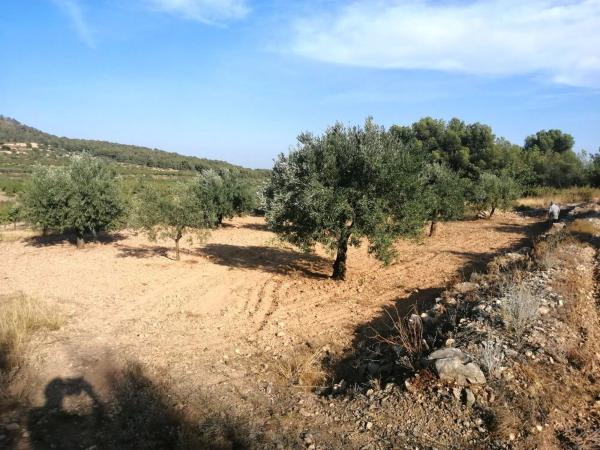 Terreno en Poligono 60, parcela 129 s/n carreteralliriaalcublas