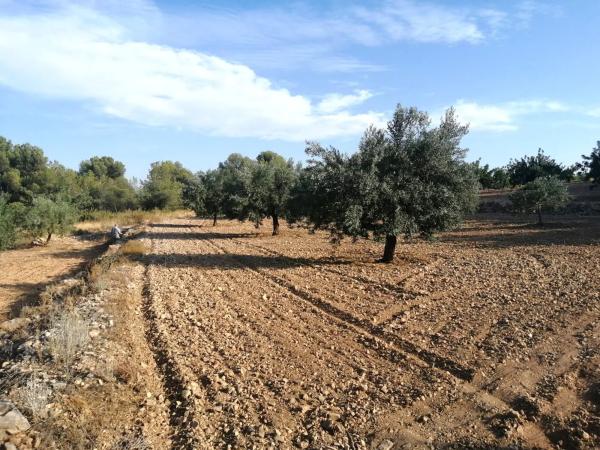 Terreno en Poligono 60, parcela 129 s/n carreteralliriaalcublas