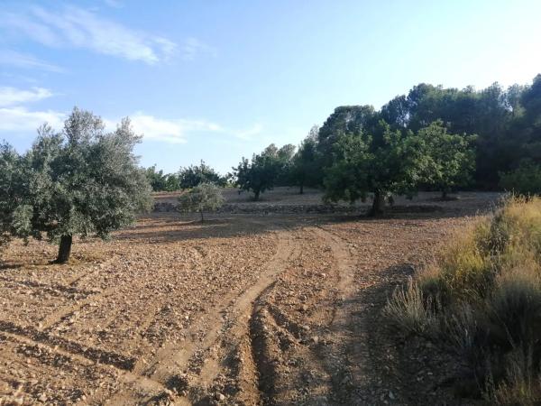 Terreno en Poligono 60, parcela 129 s/n carreteralliriaalcublas