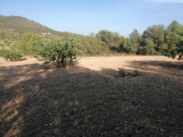 Terreno en Poligono 60, parcela 129 s/n carreteralliriaalcublas