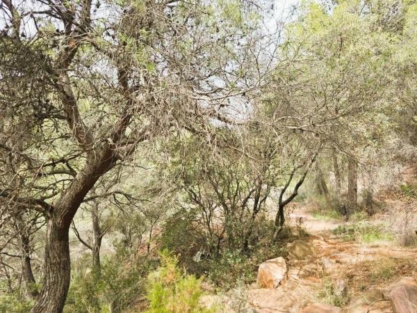 Terreno en calle Canteres, 18