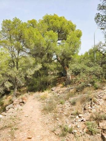 Terreno en calle Canteres, 18