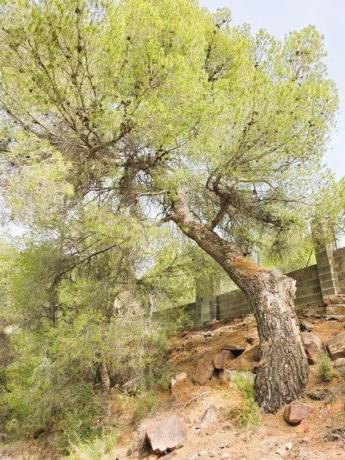 Terreno en calle Canteres, 18