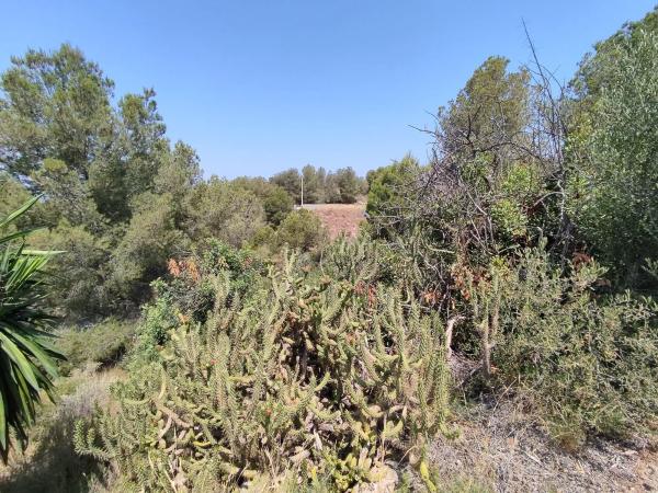 Terreno en calle Blasco Ibañez, 31