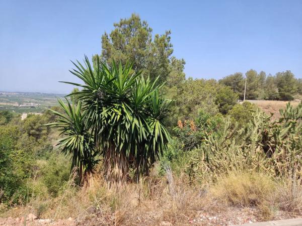 Terreno en calle Blasco Ibañez, 31