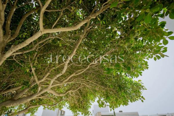 Terreno en calle Cotoliu
