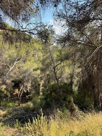 Terreno en Casco Urbano