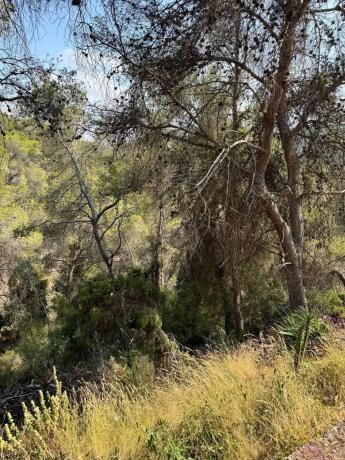 Terreno en Casco Urbano