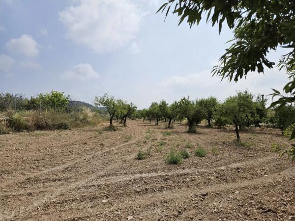 Terreno en camino mas de Agustí s/n sn