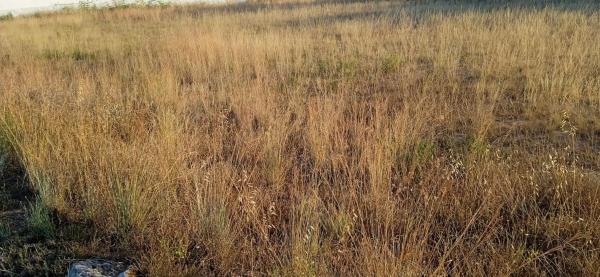 Terreno en calle Número 1