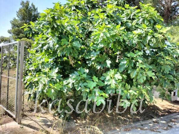 Terreno en calle Liebre San Gerardo