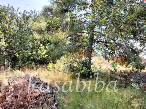 Terreno en calle Liebre San Gerardo