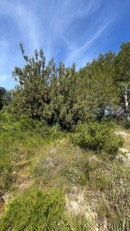 Terreno en calle Naranjo s/n