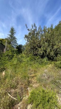 Terreno en calle Naranjo s/n