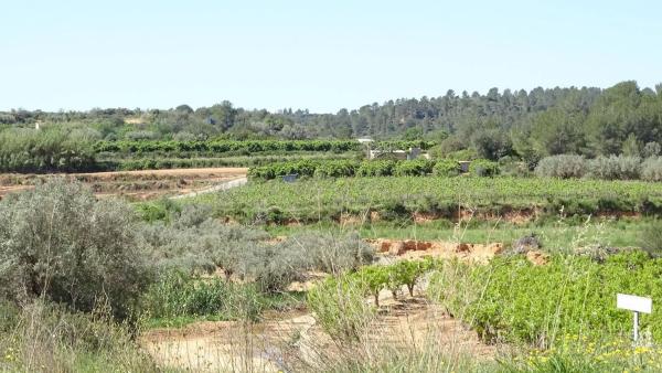 Terreno en plaza Báscula, 6