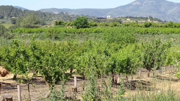 Terreno en plaza Báscula, 6