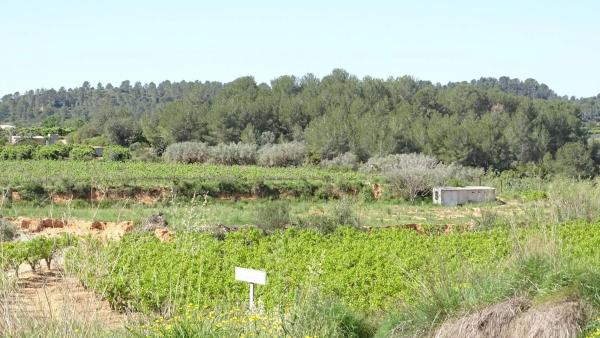 Terreno en plaza Báscula, 6