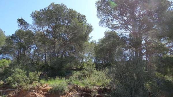 Terreno en plaza Báscula, 6