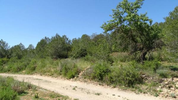 Terreno en plaza Báscula, 6