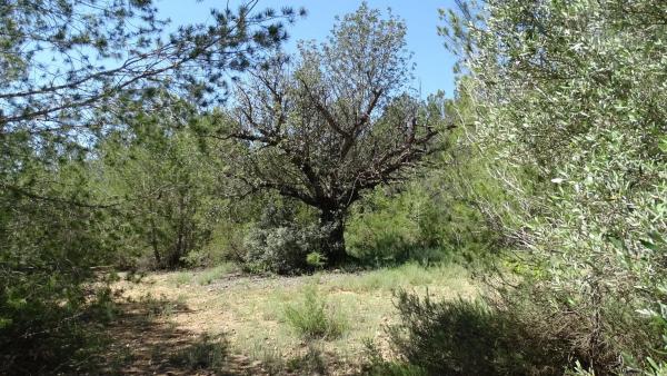 Terreno en plaza Báscula, 6