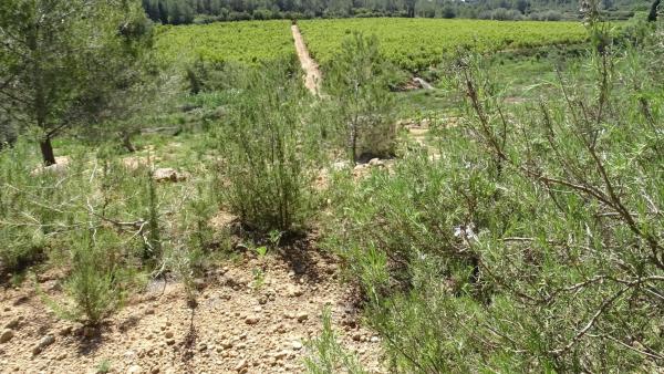 Terreno en plaza Báscula, 6