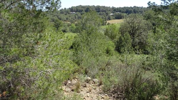 Terreno en plaza Báscula, 6