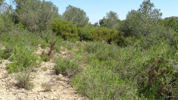 Terreno en plaza Báscula, 6