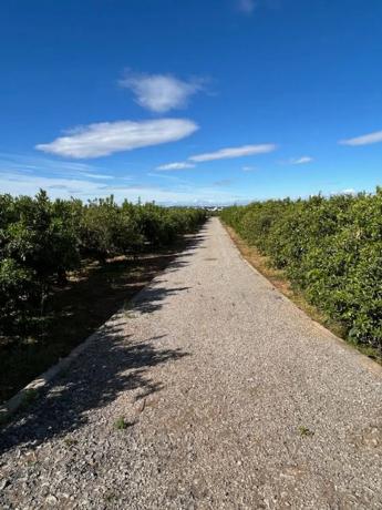 Terreno en Los Pinares-La Masía